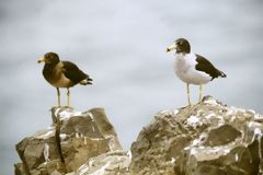 Gulls, Callao