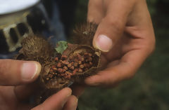 Achiote Pod