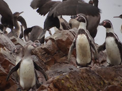 Ballestas Islands, Paracas